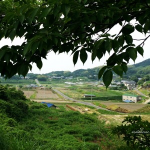 田植えが始まった!
