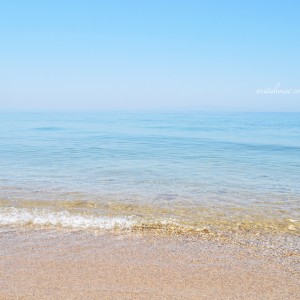 やっぱり海が好きだ!さぁ、海に行こう!「新作犬服|Eternal happiness Dolphin ring」