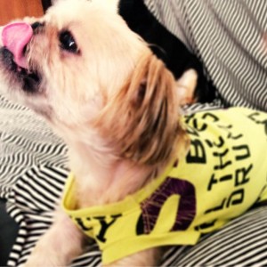 「一からの犬服作り4」手元に生地がない!!そんな時はTシャツをリメイクしよう!「リメイク時の注意点」