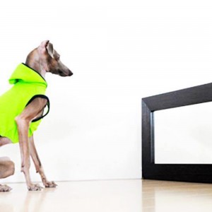 愛犬のお洋服選びが難しい。生地の柔らかさ、伸縮性、色合いがわからない?そんな時はよっちゃんがお手伝いします!