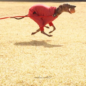 「嬉しい気持ち。」捨てられない。。パピさんか、本当に小柄なイタグレさんいませんか?