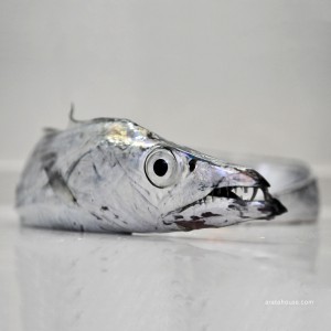 淡路島の漁師(隣の爺さん)が釣った新鮮な太刀魚。刺身、酢漬け、炙り、寿司を熱燗とともに。