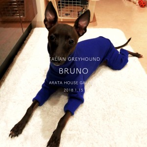 ふかふか好きやねん「イタグレ/BRUNO」