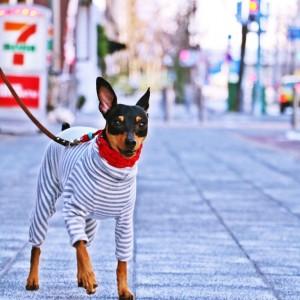 着心地良さを考えるとこの服にたどり着きます。何年か前に買った同じ服。破れたから同じものを購入。わんこの服は在庫が切れたら同じものが買えない事が多いけど。買えるのがありがたい……。