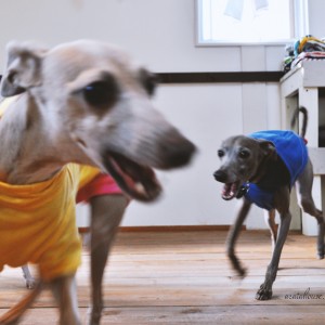 ”愛犬との暮らしを考える時間 Part.01/02 ” を終えて感じたこと。