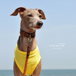 犬服|Summer Sport Mesh|通気性、伸縮性、速乾性に優れたメッシュ|選べる4タイプ×3カラー(パステルブルー/パステルイエロー/パステルピンク)