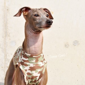犬服|SOOOO COOL! 水に濡らしてひんやり!UVカット90%|ウォータークールクロス特殊冷感ニット|選べる3タイプ×2カラー(カモフラグリーン/カモフラブルー)