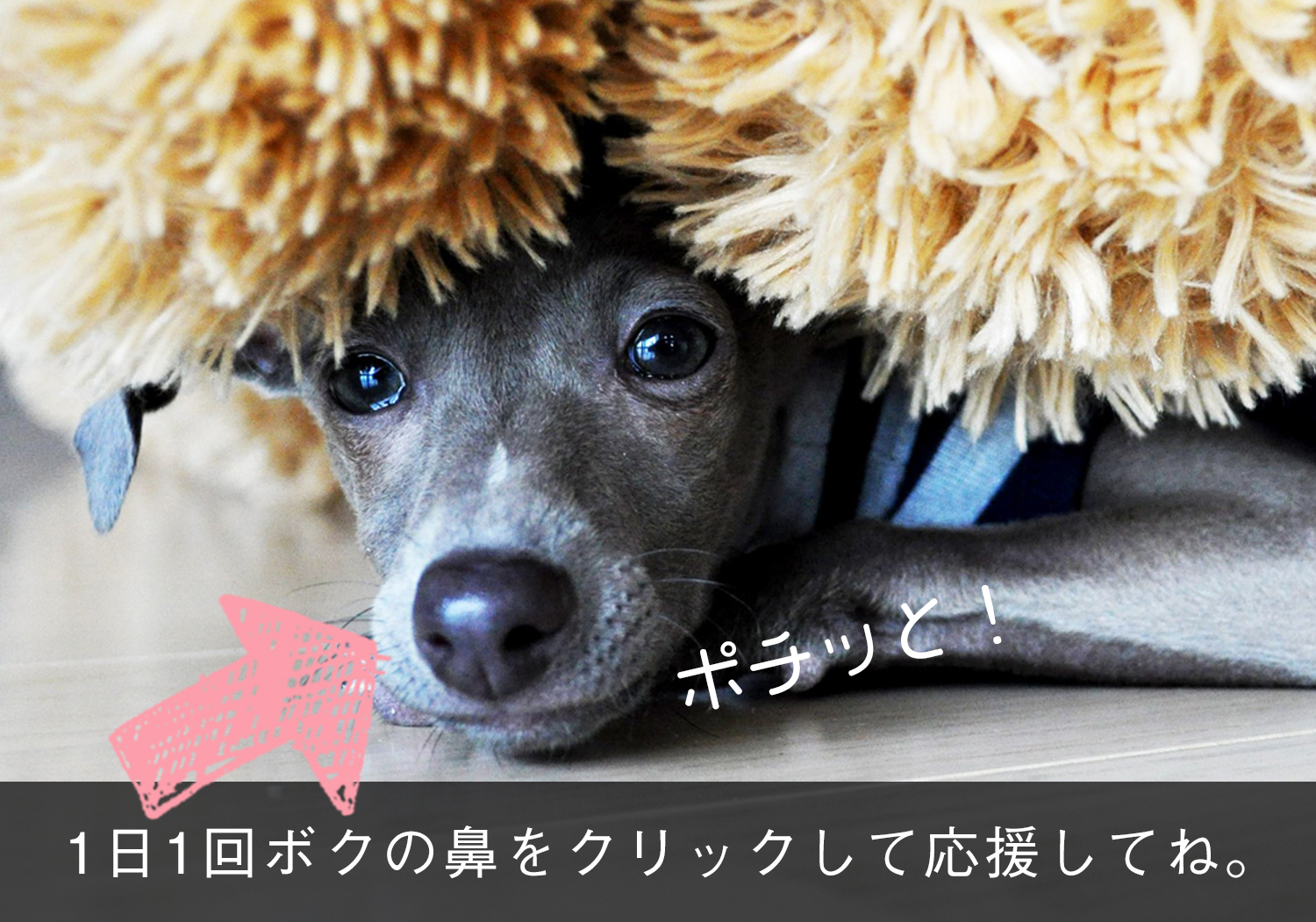 ブログ村