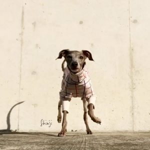 犬服|3cm×3cmグリッドチェック|日本製ジャガードニット|選べる4タイプ×2カラー(アイボリー/レッド)