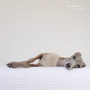 犬服|杢天竺無地ニット|選べる4タイプ×3カラー(ベージュ/グレイ/ネイビー)