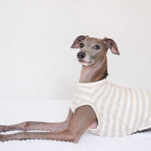 犬服|柔らかな縞模様のお洋服|ネップ裏毛ボーダー|選べる4タイプ×2カラー(亜麻色/空色)