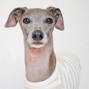 犬服|柔らかな縞模様のお洋服|ネップ裏毛ボーダー|選べる4タイプ×2カラー(亜麻色/空色)