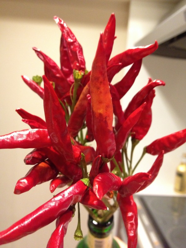 淡路産の唐辛子