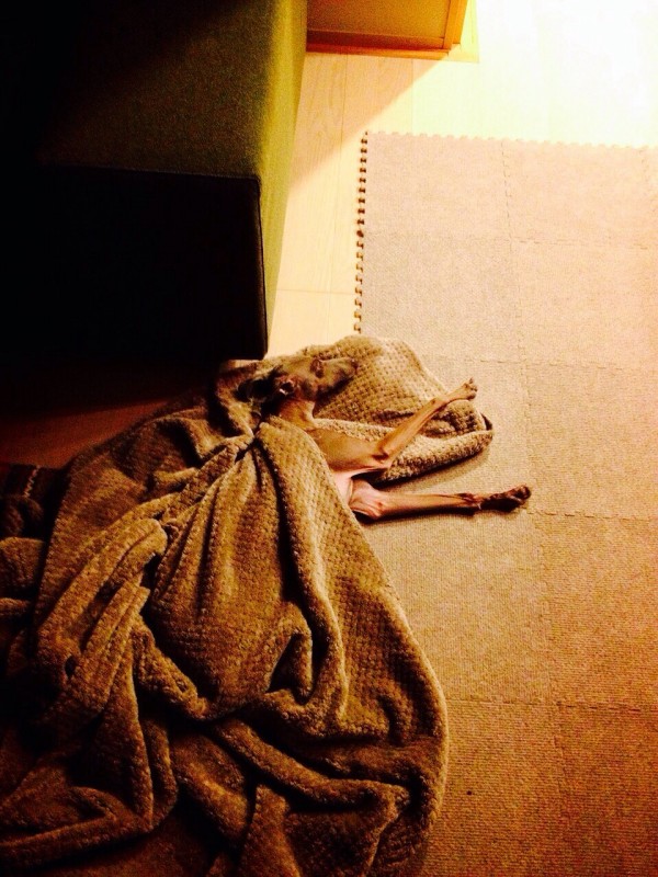 イタリアングレーハウンドのボーノ君。