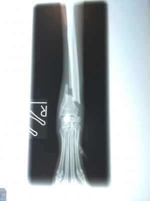 イタグレbuono骨折治療｜退院、一泊してお家に帰ってきたよ。