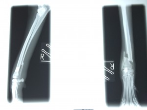 イタグレbuono骨折治療｜退院、一泊してお家に帰ってきたよ。