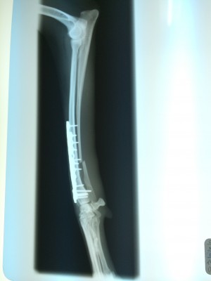 イタグレbuono骨折治療｜退院、一泊してお家に帰ってきたよ。