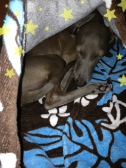 ドライヤーの風から逃たいイタグレBuono!くん！