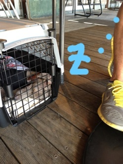 美味しい食事に綺麗な景色!Buono!もマッタリ爆睡