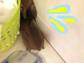 ドライヤーの風から逃たいイタグレボーノ!くん!