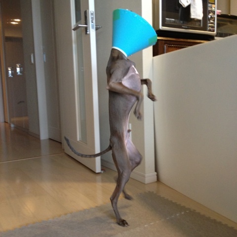 イタグレ去勢手術｜Buono!去勢手術後2日目の様子