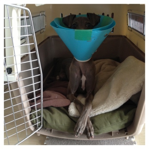 イタグレ去勢手術｜Buono!去勢手術後2日目の様子