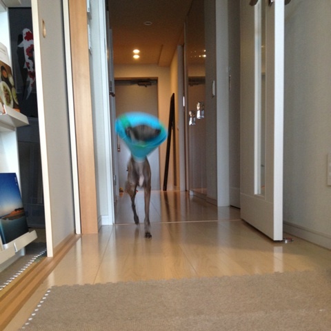 イタグレ去勢手術｜Buono!去勢手術後2日目の様子