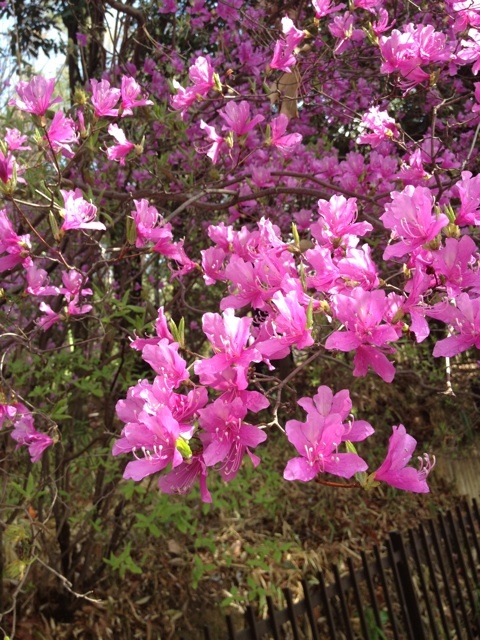 o0480064012489317353