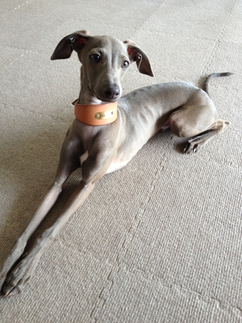 Buono!にもイタグレ用首輪を