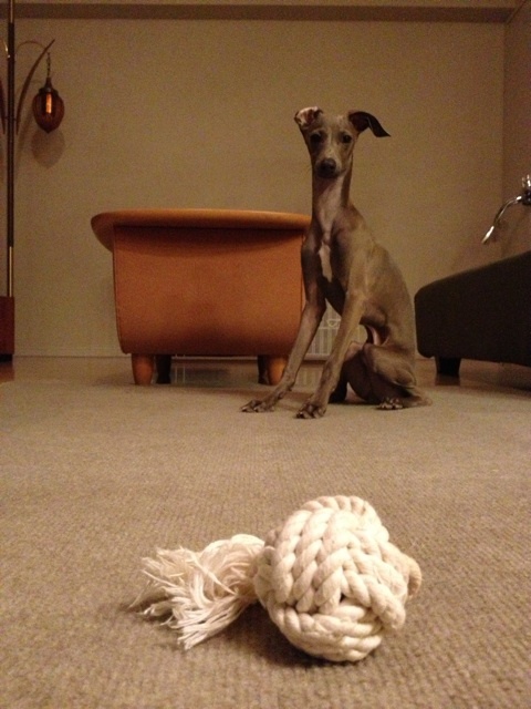 イタグレBUONO!よ！オモチャがほしければ待て！！