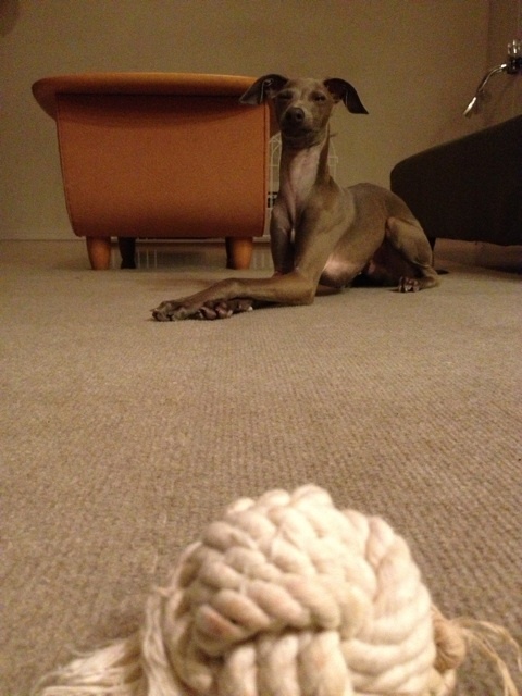 イタグレBUONO!よ！オモチャがほしければ待て！！