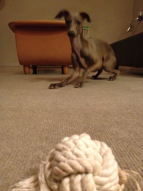 イタグレBUONO!よ！オモチャがほしければ待て！！