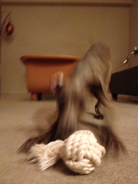 イタグレBUONO!よ！オモチャがほしければ待て！！