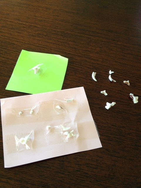 イタグレの歯が抜けた！見つけ過ぎでしょ！！！驚