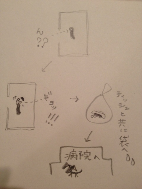 イタグレ回虫治療｜生後6ヶ月イタグレBuono!の便から…