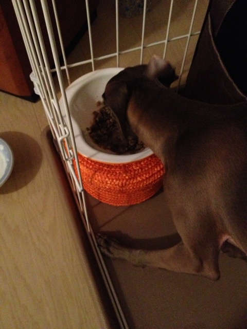 イタグレ回虫治療｜生後6ヶ月イタグレBuono!の便から…