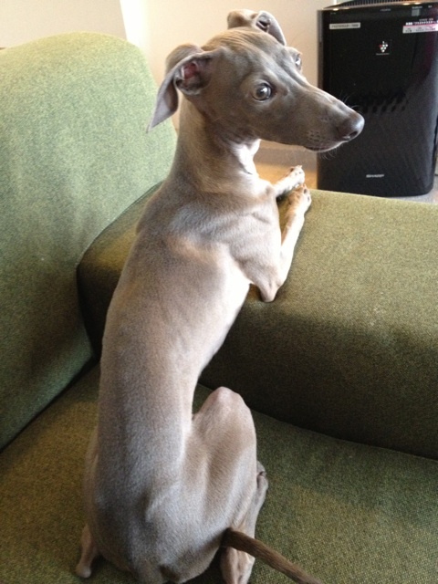 イタグレ回虫治療｜生後6ヶ月イタグレBuono!の便から…