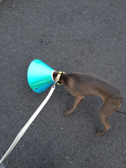 イタグレ去勢手術｜Buono!去勢手術した日！一日目の様子！