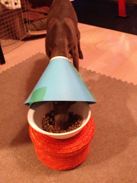 イタグレ去勢手術｜Buono!去勢手術した日！一日目の様子！