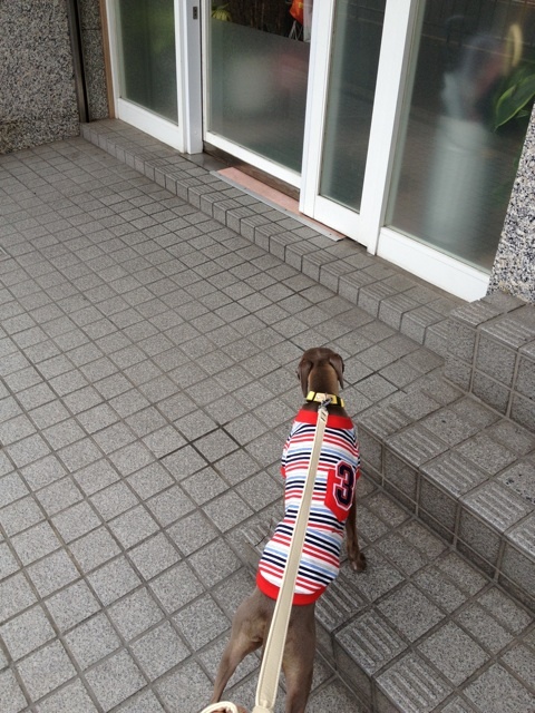 イタグレ去勢手術｜Buono!去勢手術した日！一日目の様子！