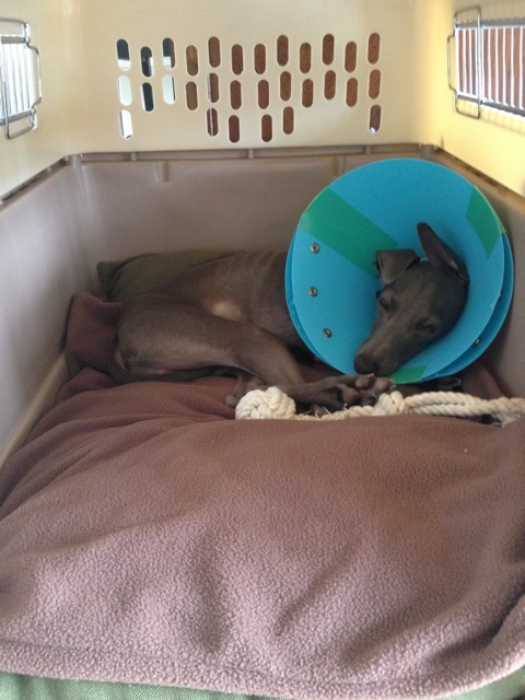 イタグレ去勢手術｜Buono!去勢手術後2日目の様子