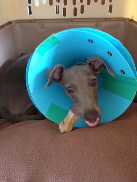 イタグレ去勢手術｜Buono!去勢手術後2日目の様子