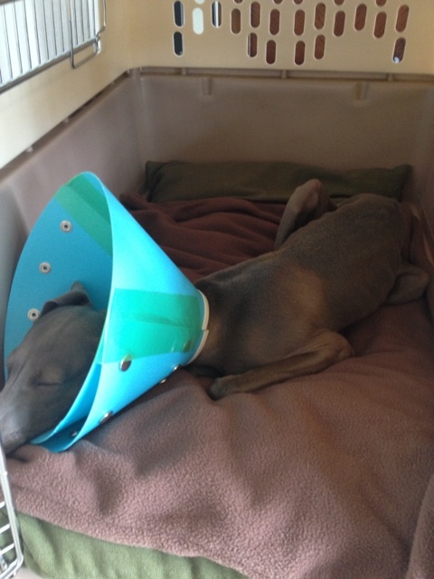 イタグレ去勢手術｜Buono!去勢手術後2日目の様子