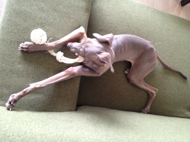 イタグレ去勢手術|さらばエリカラお帰り満面の笑顔。