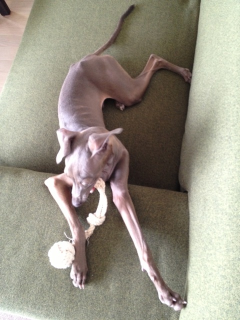 イタグレ去勢手術｜さらばエリカラ。お帰り満面の笑顔。