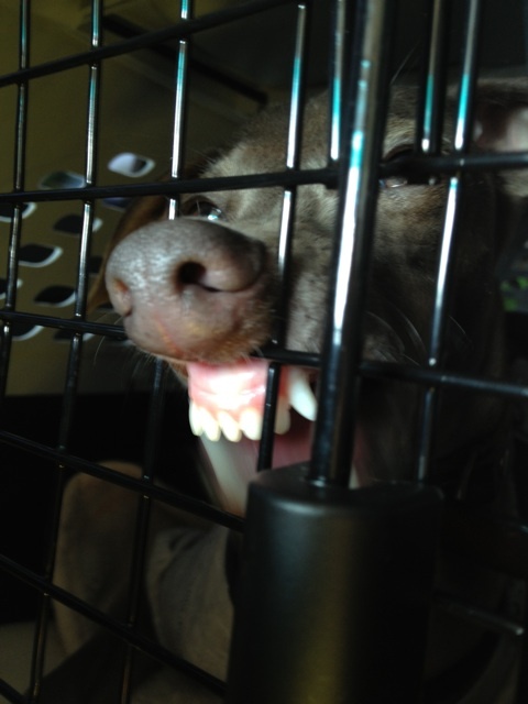 夏旅@2013 広島と、言えば尾道。イタグレBuono!もすね出したの休憩。