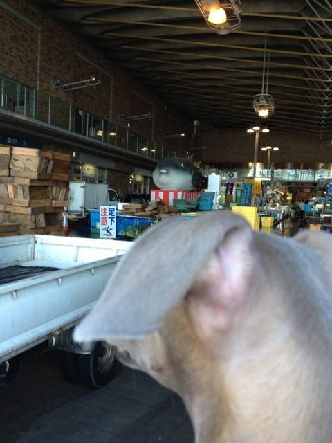 夏旅@2013 山口県の唐戸市場へ。イタグレBuono!は、人気者。