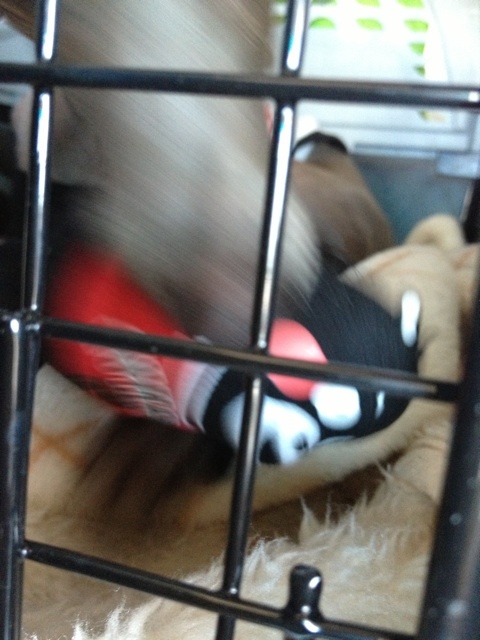 イタグレBuono!はくまモンお好き