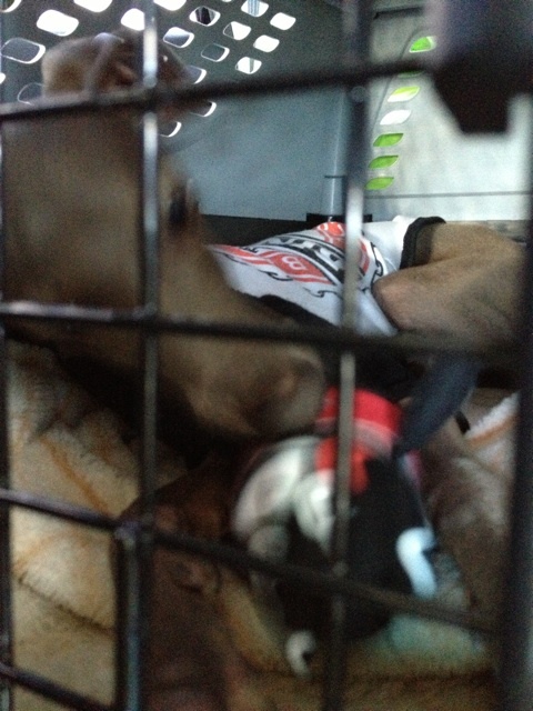 イタグレBuono!はくまモンお好き