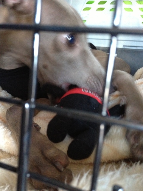 イタグレBuono!はくまモンお好き